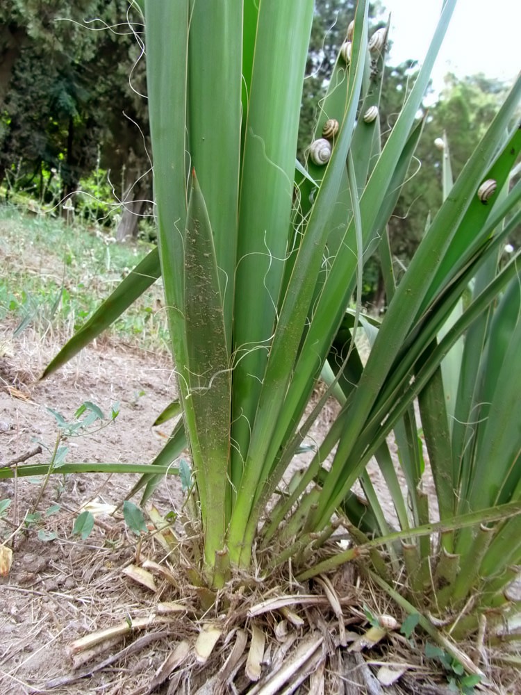 Изображение особи Yucca filamentosa.