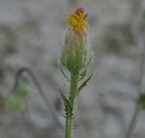 genus Crepis