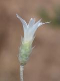Xeranthemum longepapposum