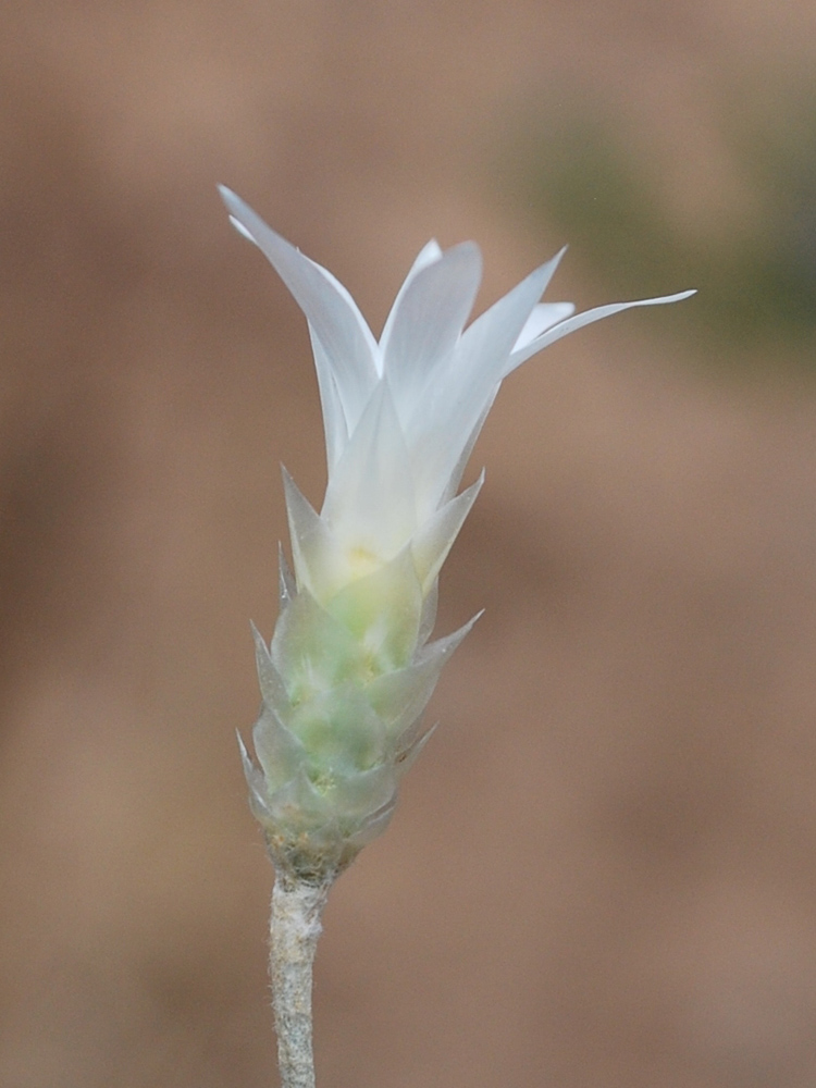 Изображение особи Xeranthemum longepapposum.