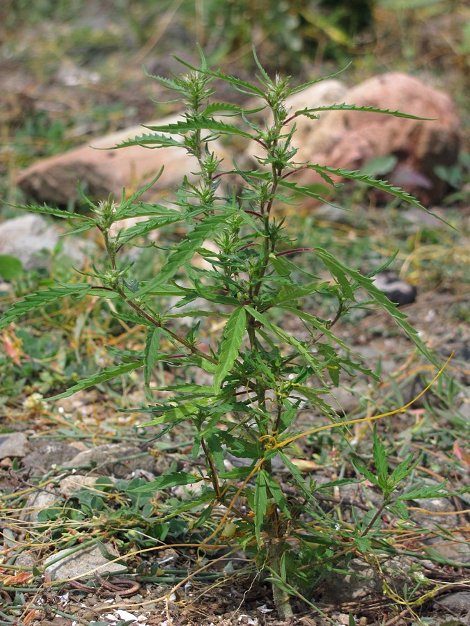 Изображение особи Cannabis sativa var. spontanea.