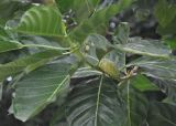 Morinda citrifolia. Верхушка ветви с цветками и соплодием. Таиланд, остров Пханган. 22.06.2013.