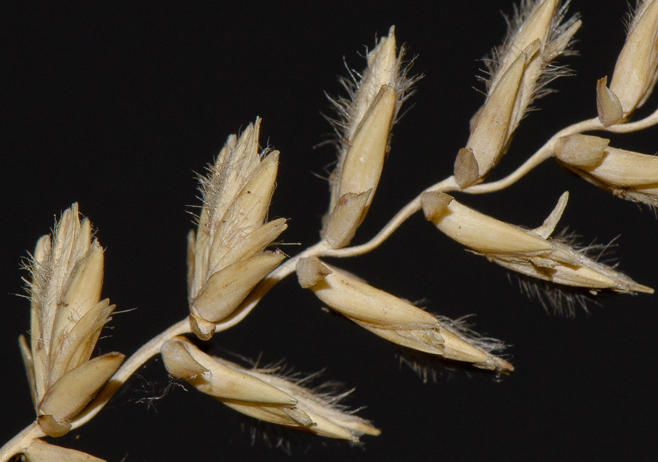 Image of Agropyron dasyanthum specimen.