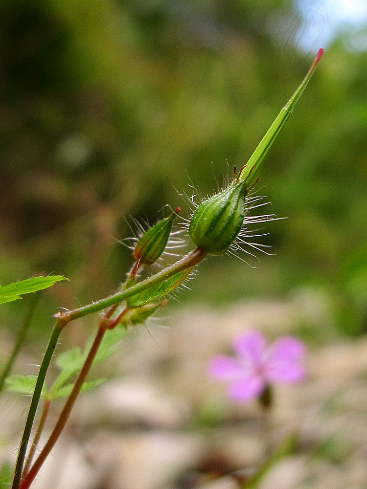 Image of Geranium robertianum specimen.