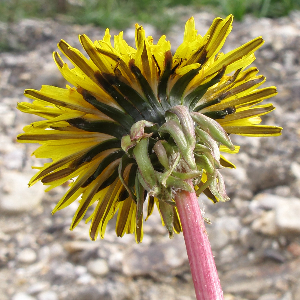 Изображение особи род Taraxacum.