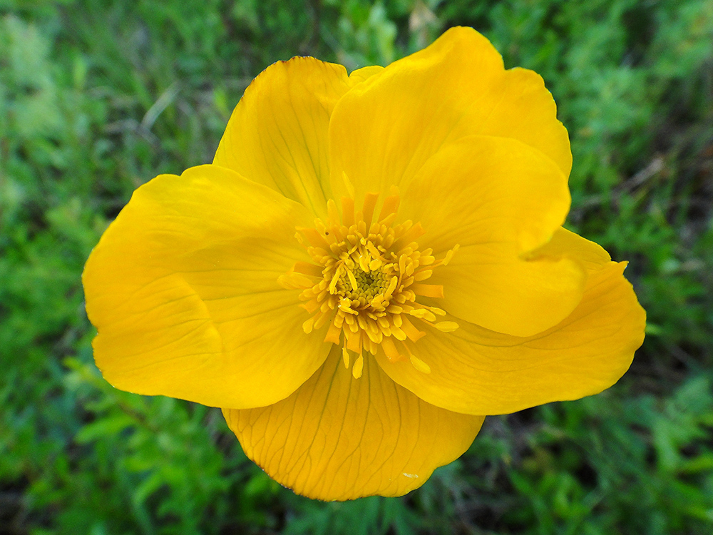 Image of Trollius uncinatus specimen.