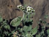 Heliotropium arguzioides