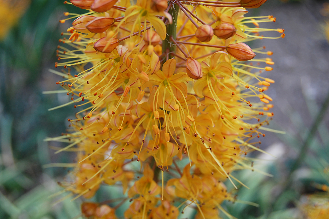 Image of Eremurus × isabellinus specimen.