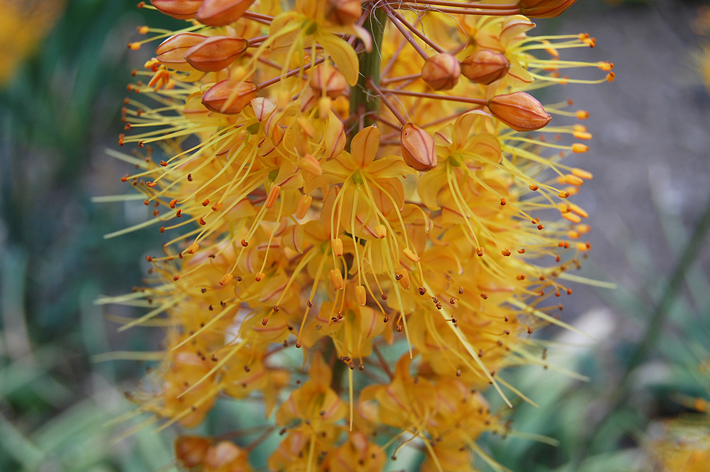 Image of Eremurus &times; isabellinus specimen.