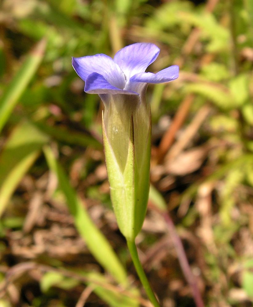 Изображение особи Gentianopsis komarovii.