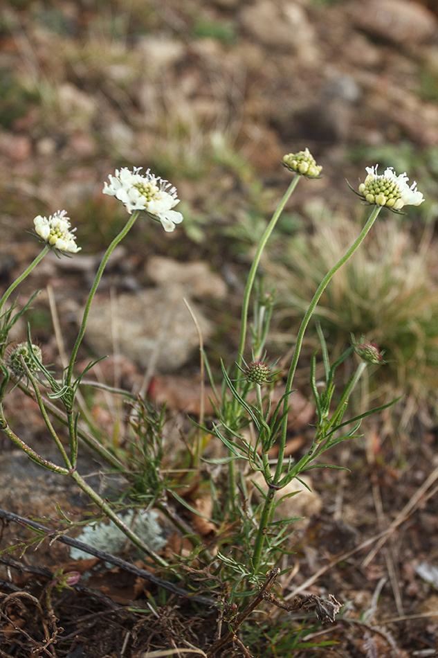 Изображение особи Scabiosa bipinnata.