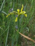 Iris halophila. Цветок с кормящимися насекомыми. Ростовская обл., Тарасовский р-н, 17.05.2013.