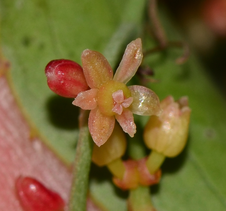 Изображение особи Smilax aspera.