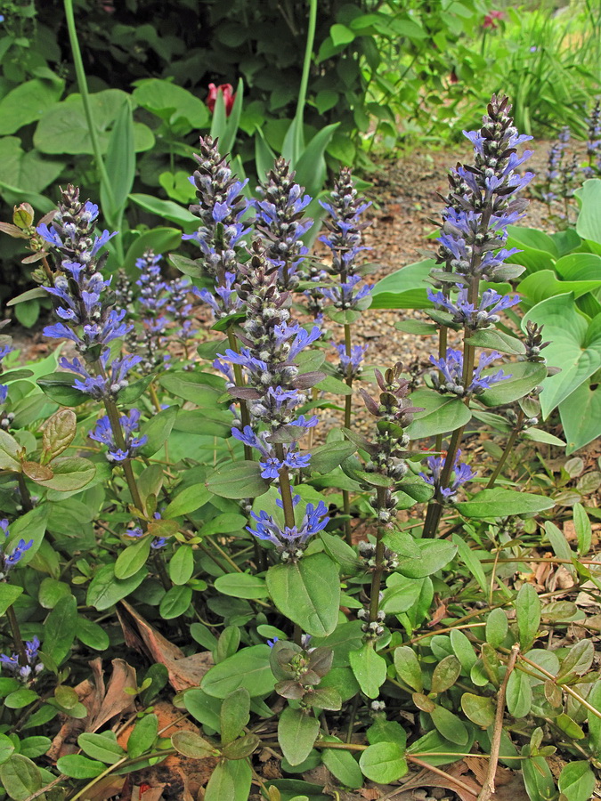 Image of Ajuga multiflora specimen.