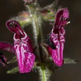 Stachys sylvatica