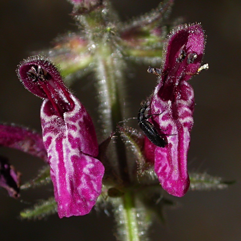 Image of Stachys sylvatica specimen.