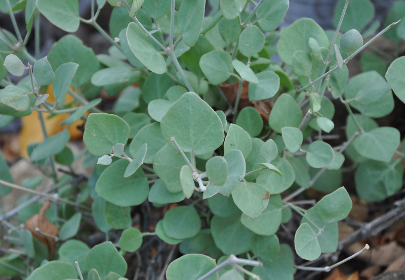 Image of Commicarpus heimerlii specimen.