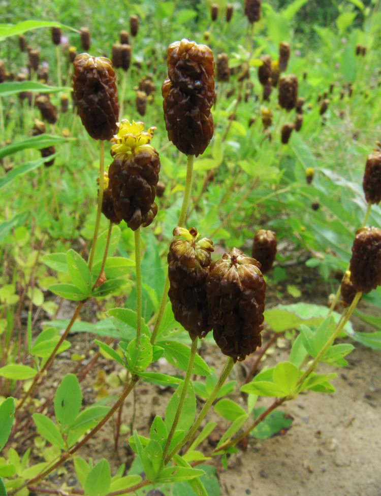 Image of Trifolium spadiceum specimen.