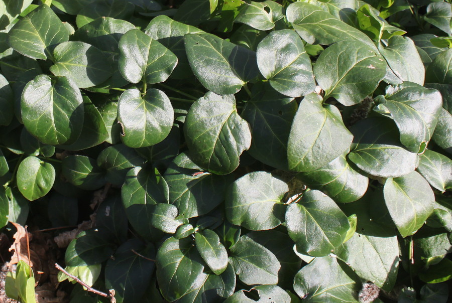 Изображение особи Vinca major.