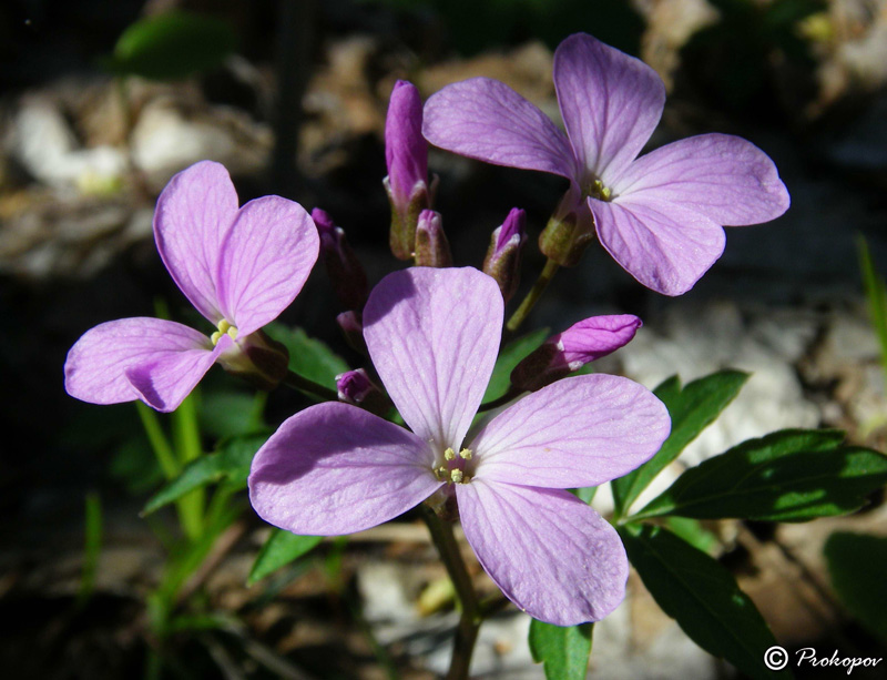 Image of Cardamine quinquefolia specimen.