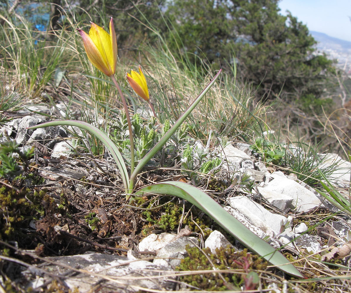 Изображение особи Tulipa australis.