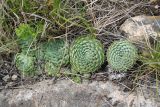 Orostachys spinosa. Вегетирующие растения. Восточный Казахстан, Уланский р-н, сопки в окр. с. Украинка. 02.05.2013.