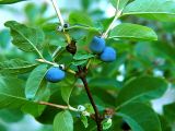 Lonicera caerulea. Ветвь со зрелыми соплодиями. Санкт-Петербург, 30 июня 2009 г.