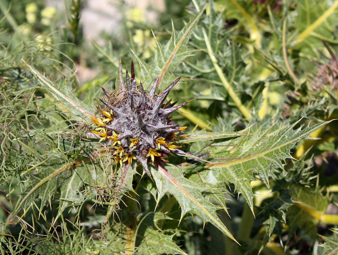 Image of Gundelia tournefortii specimen.