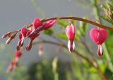 Dicentra spectabilis