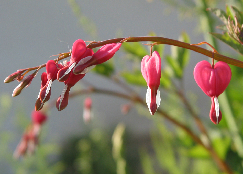 Изображение особи Dicentra spectabilis.