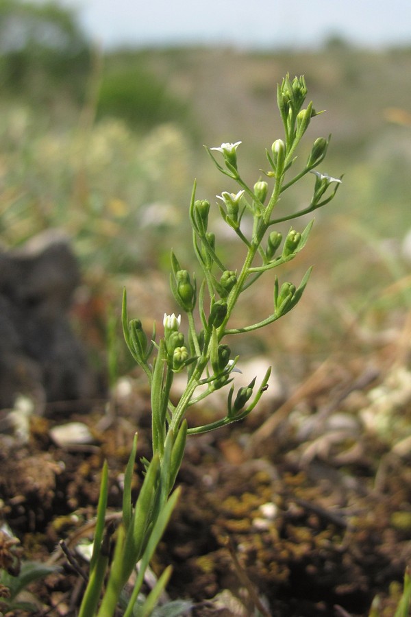 Image of Thesium krymense specimen.