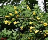 Caragana arborescens