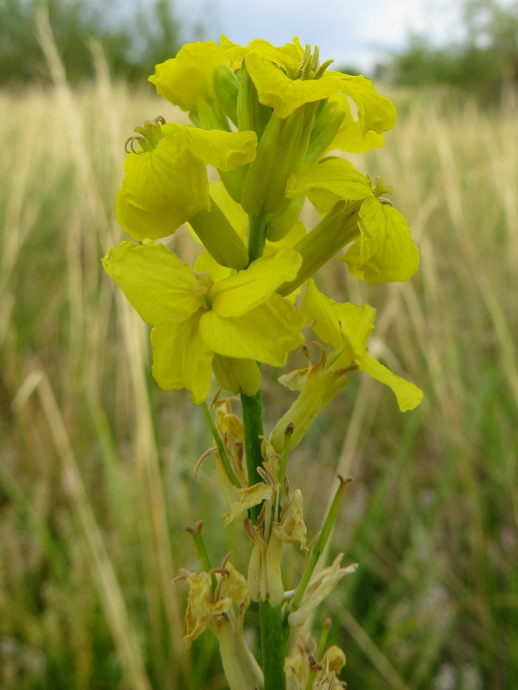 Image of Syrenia cana specimen.