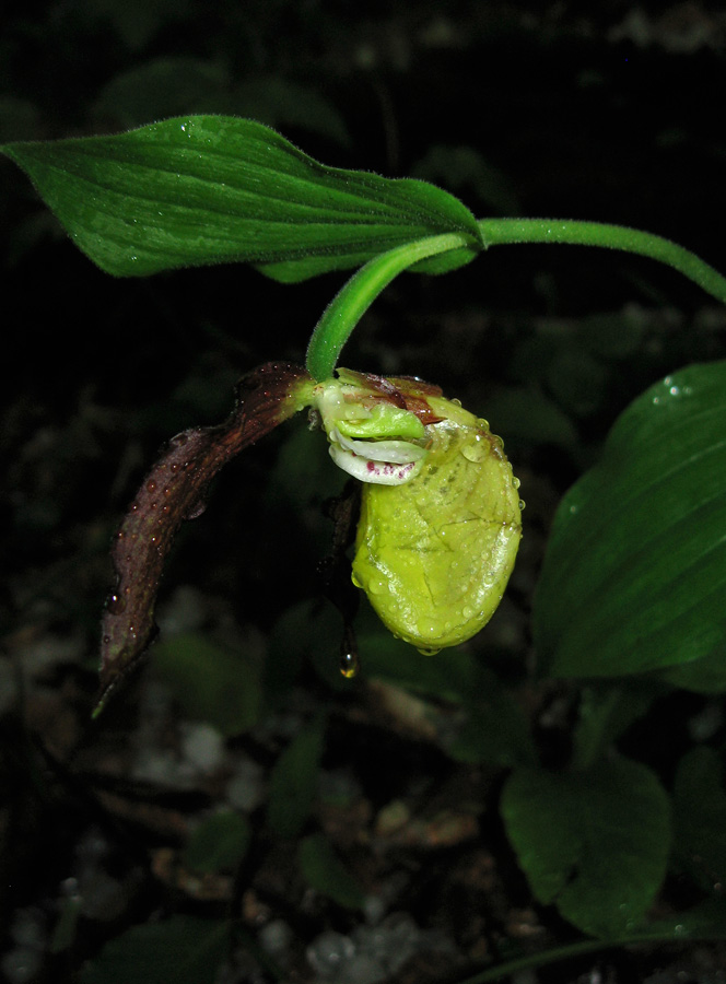 Image of Cypripedium calceolus specimen.