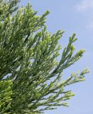 Sequoiadendron giganteum. Ветки с молодыми побегами. Германия, г. Дюссельдорф, Ботанический сад университета. 04.05.2014.
