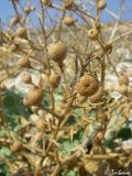 Crambe maritima