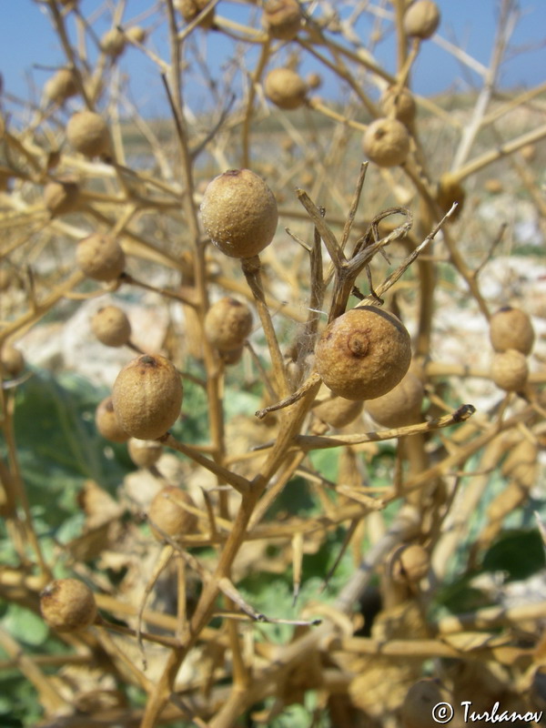 Изображение особи Crambe maritima.