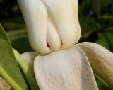 Magnolia tripetala. Основания лепестков. Германия, г. Дюссельдорф, Ботанический сад университета. 04.05.2014.