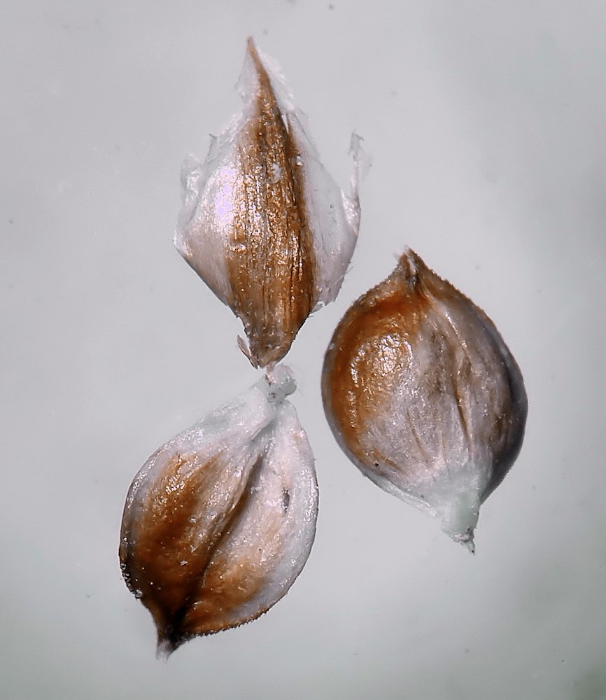 Image of Carex duriuscula specimen.