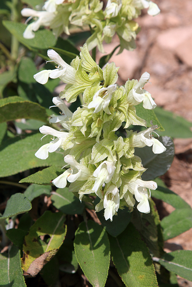 Image of Salvia korolkowii specimen.