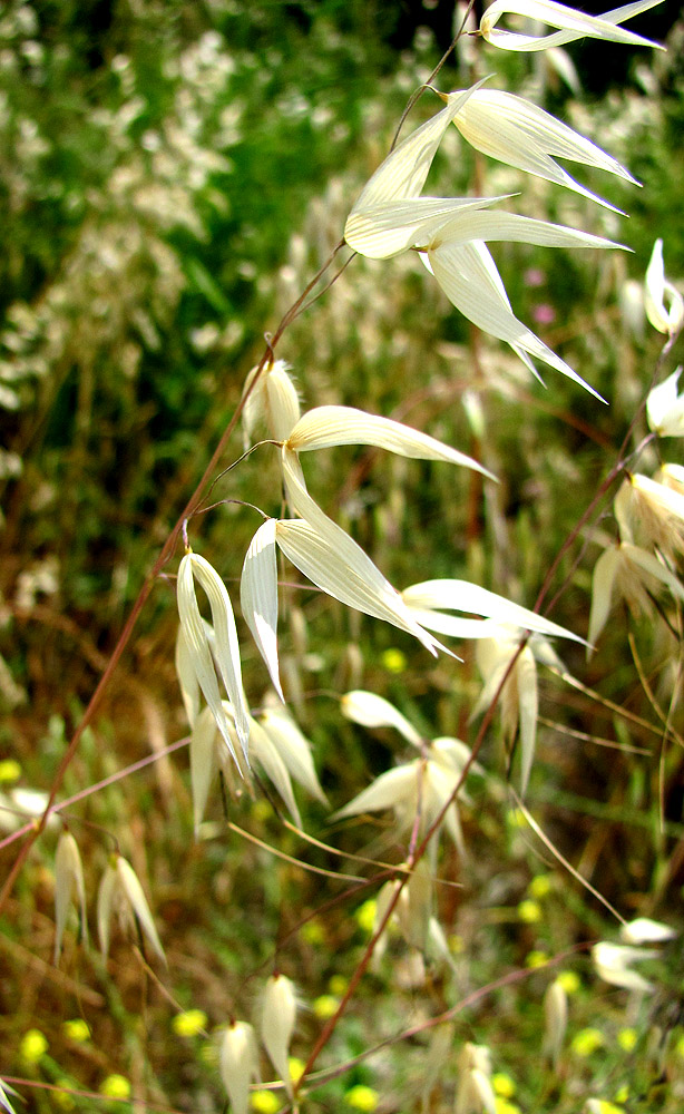 Изображение особи Avena persica.