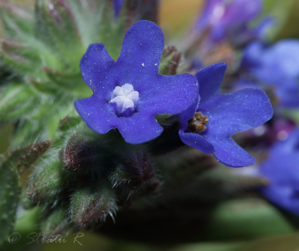 Image of Anchusa procera specimen.