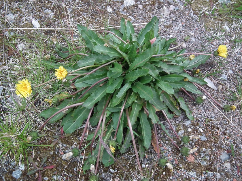 Изображение особи род Taraxacum.