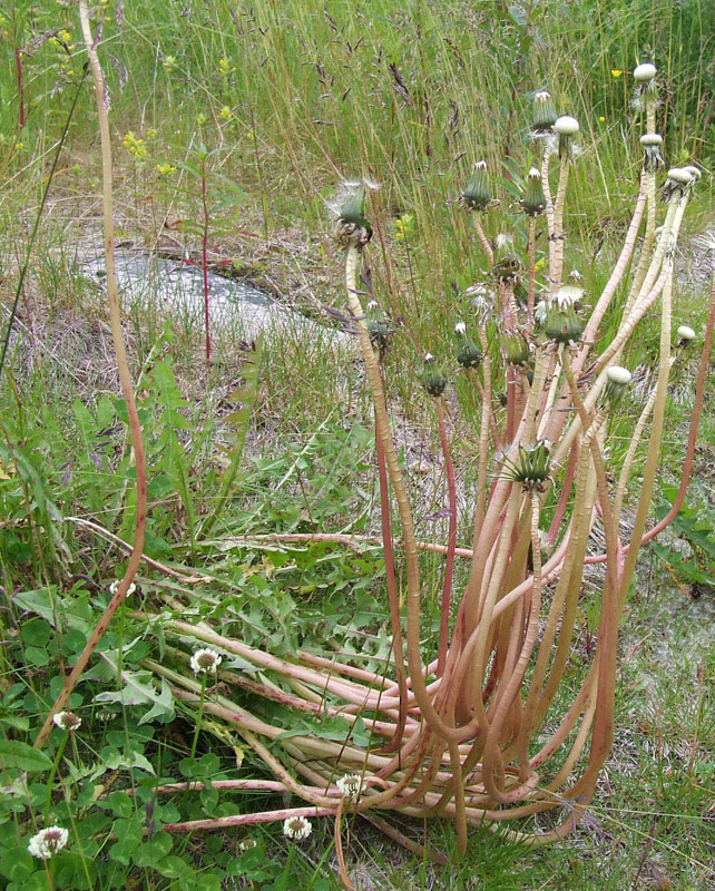 Image of genus Taraxacum specimen.