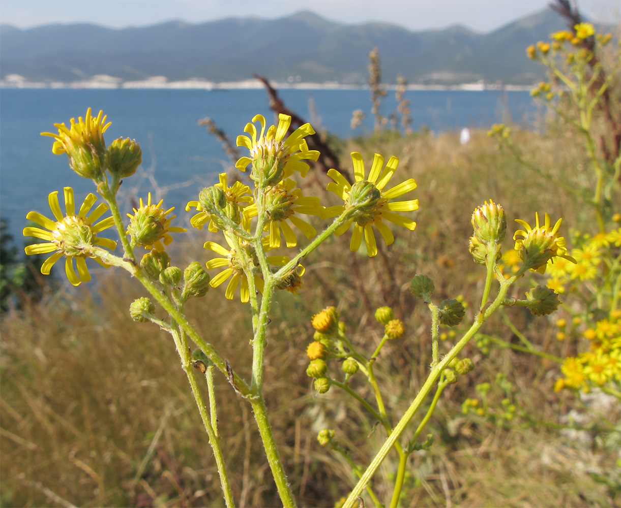 Image of Senecio grandidentatus specimen.