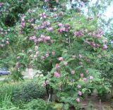 Robinia viscosa