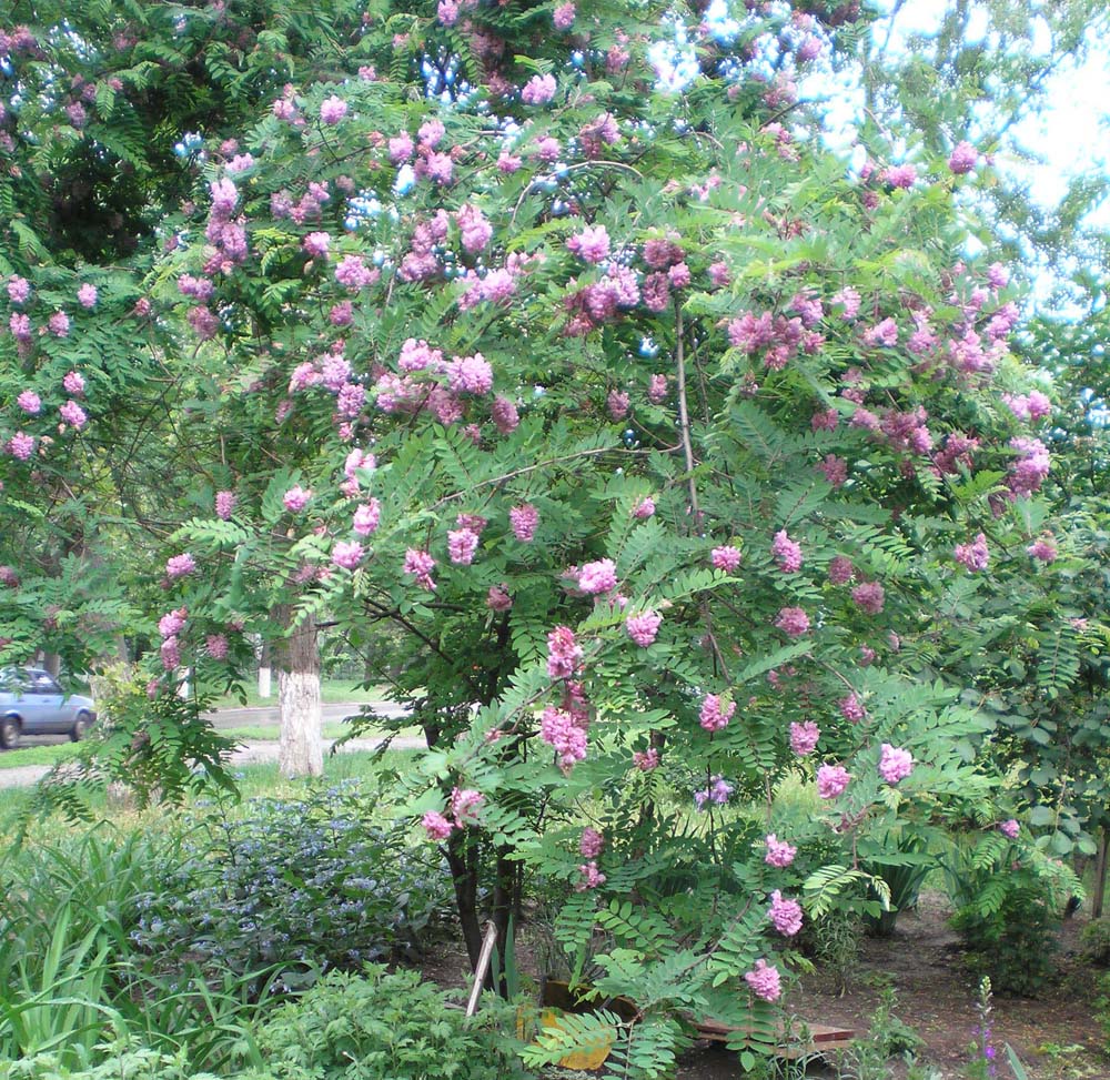 Image of Robinia viscosa specimen.
