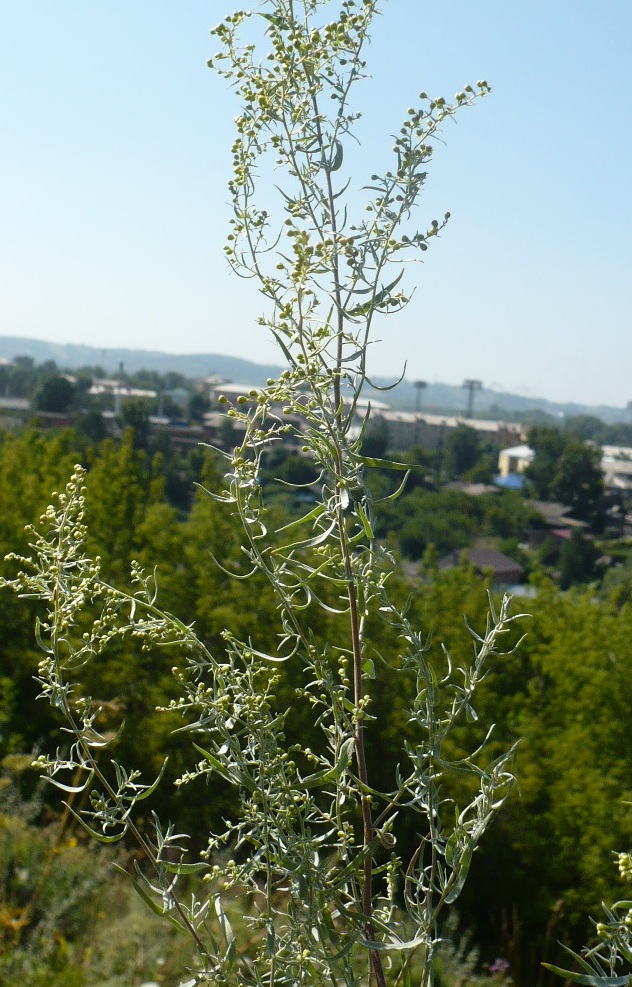 Изображение особи Artemisia glauca.