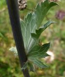 Eryngium planum