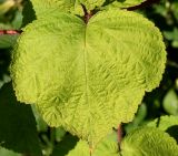 Rubus tricolor. Верхний сегмент листа. Германия, г. Дюссельдорф, Ботанический сад университета. 04.09.2014.